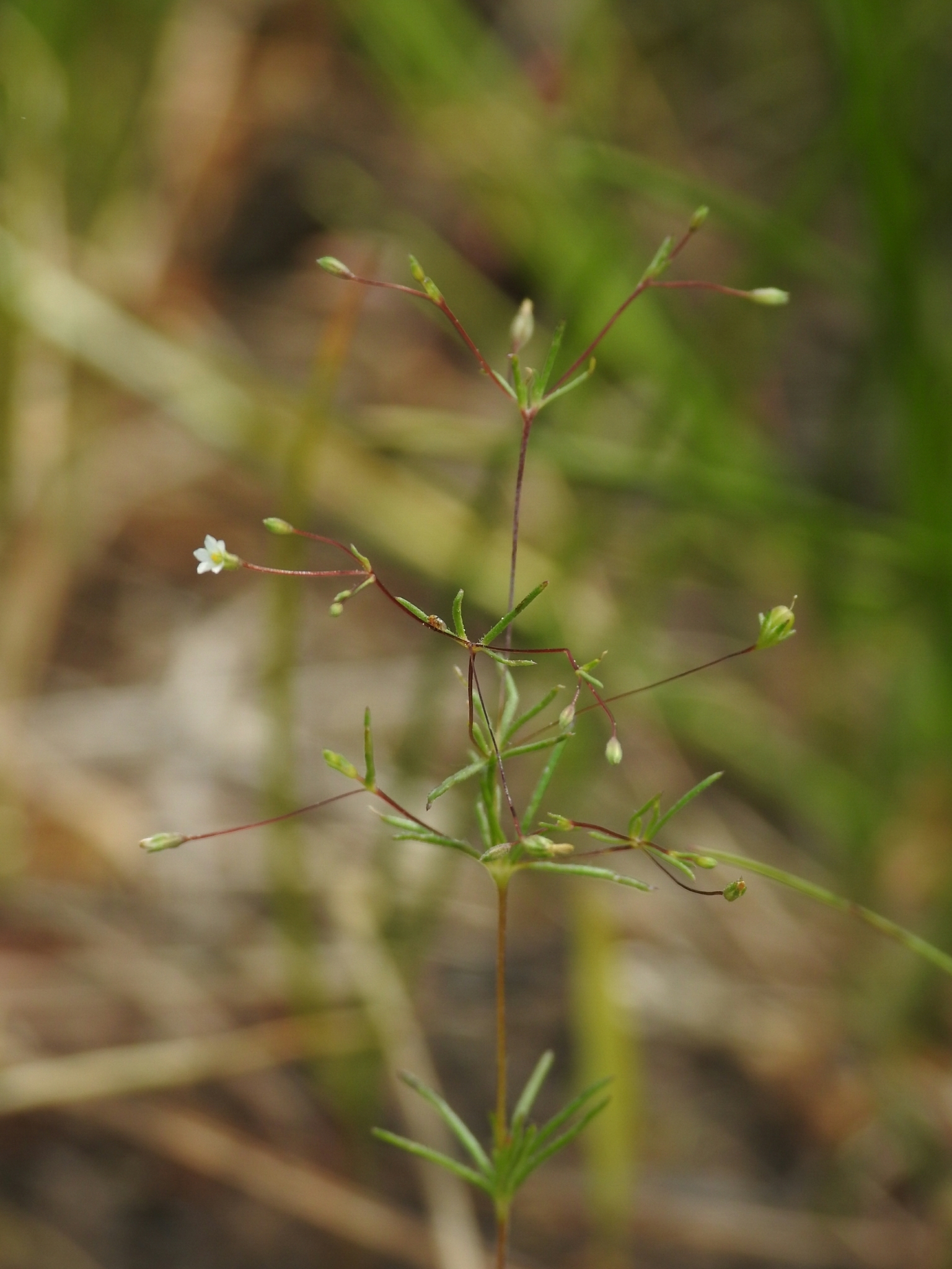 Leptosiphon harknessii