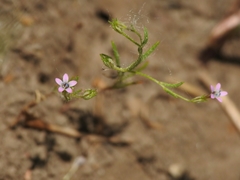 Navarretia linearifolia linearifolia