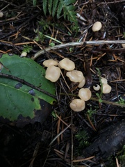 Cudonia monticola
