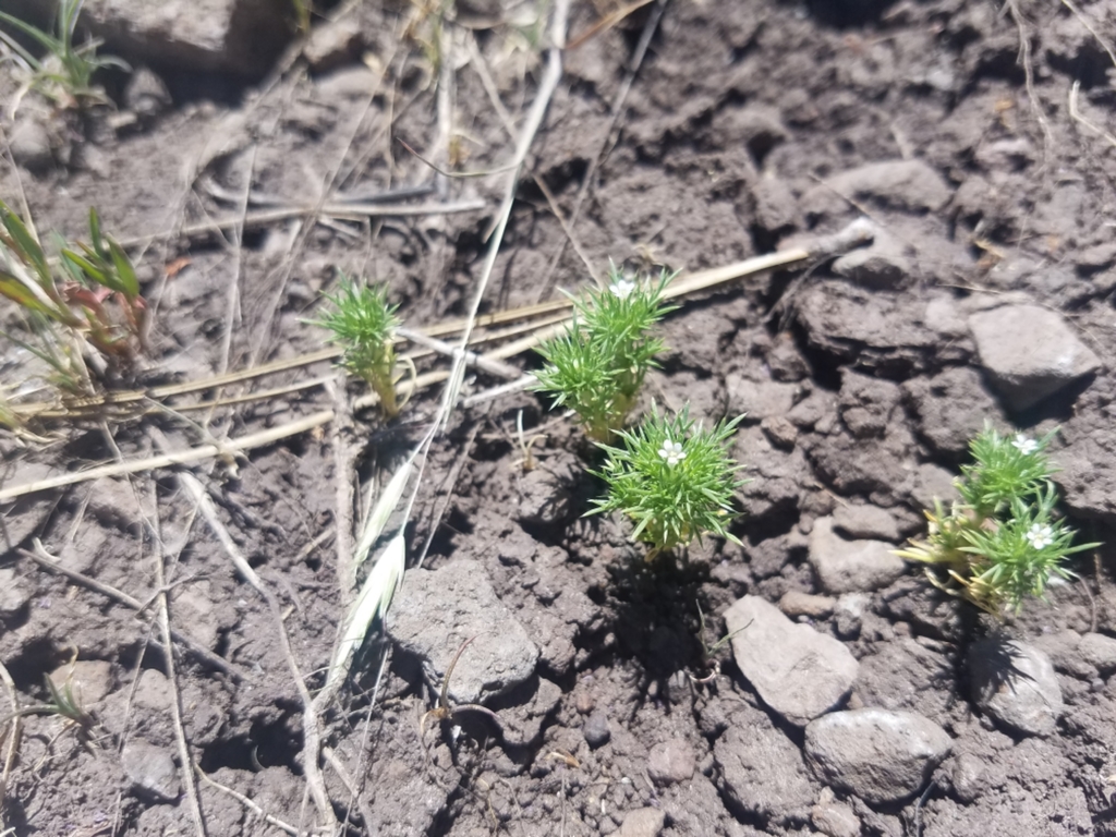 Rocky Mountain pincushion-plant
