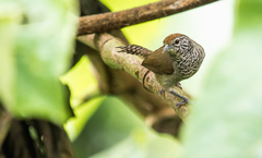 Pheugopedius sclateri