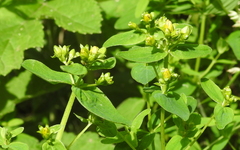 Hypericum tetrapterum