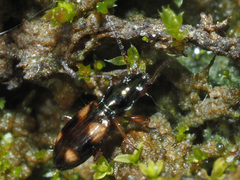 Bembidion quadrimaculatum
