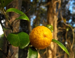 Citrus australis