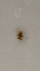 Corythucha juglandis