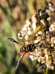 Euodynerus hidalgo viereckii