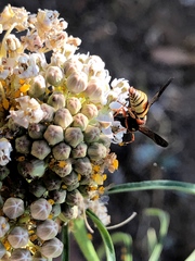 Euodynerus hidalgo viereckii