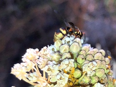 Euodynerus hidalgo viereckii