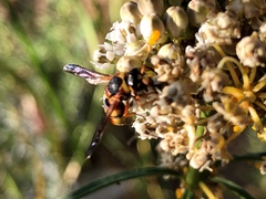 Euodynerus hidalgo viereckii