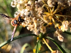 Euodynerus hidalgo viereckii