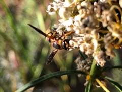 Euodynerus hidalgo viereckii