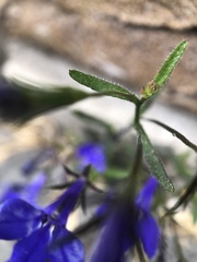 Lobelia erinus