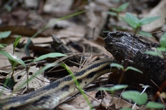 Pituophis lineaticollis