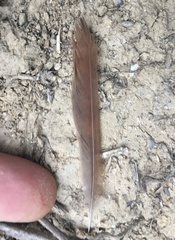 Luscinia megarhynchos