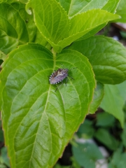 Dolycoris baccarum