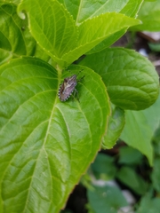 Dolycoris baccarum