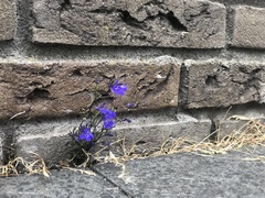 Lobelia erinus