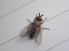 Triarthria setipennis