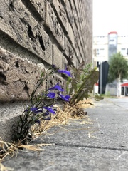 Lobelia erinus
