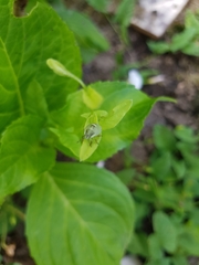 Palomena prasina