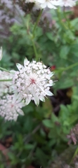 Astrantia major