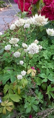 Astrantia major