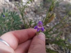 Penstemon linarioides