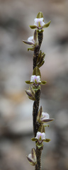 Prasophyllum fimbria
