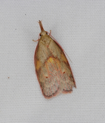 Enchocrates glaucopis