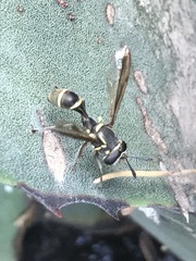 Polybiomyia capitis