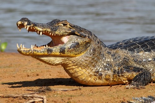Yacare caiman