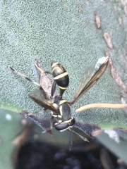 Polybiomyia capitis