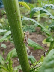 Chorthippus brunneus