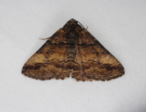 Gastrinopa xylistis