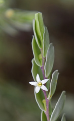 Olax phyllanthi