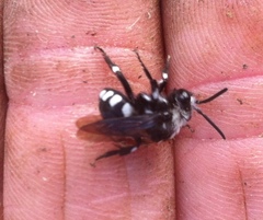 Melecta luctuosa