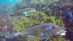 Pinguipes brasilianus