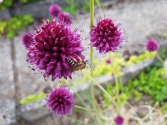 Halictus