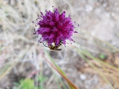 Halictus