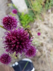 Halictus