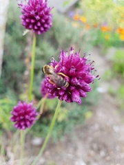 Halictus