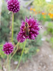 Halictus