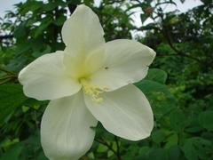 Bauhinia acuminata
