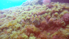 Dules auriga