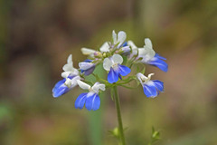 Collinsia verna