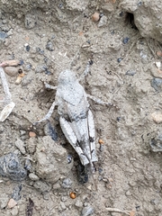 Oedipoda caerulescens