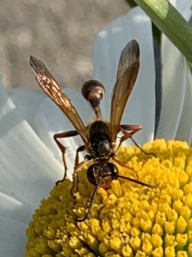 Elegant Grass-carrying Wasp photo 3