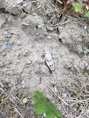 Oedipoda caerulescens