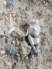 Oedipoda caerulescens
