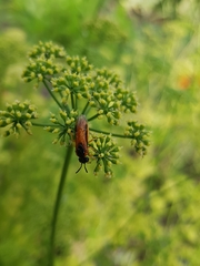 Athalia rosae